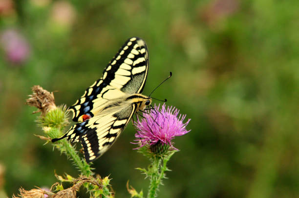 istock Swallowtail butterfly, Old World swallowtail. 1066275176