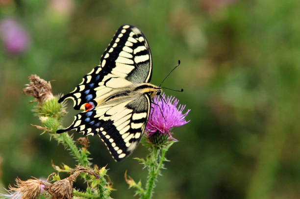 istock Swallowtail butterfly, Old World swallowtail. 1066276196