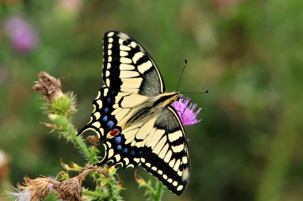 istock Swallowtail butterfly, Old World swallowtail. 1066276198
