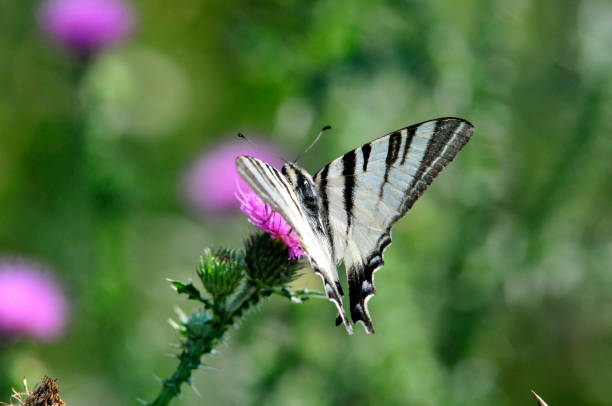 istock The Scarce Swallowtail it is also called Sail Swallowtail or Pear-tree Swallowtail. 1066276320