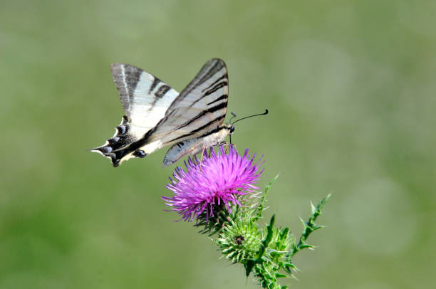 istock The Scarce Swallowtail it is also called Sail Swallowtail or Pear-tree Swallowtail. 1066276406