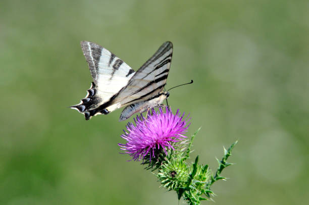 istock The Scarce Swallowtail it is also called Sail Swallowtail or Pear-tree Swallowtail. 1066276430