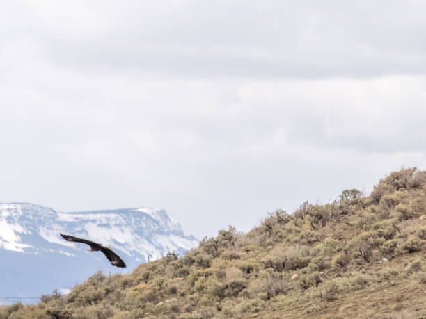 Single adult bald eagle in flight, mountain and scrub background stock photo