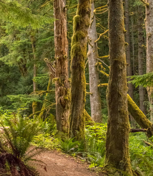 Hiking trail in Washington rain forest stock photo