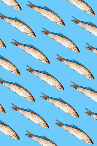 Raw fish pattern on blue background