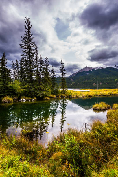 istock Shallow lakes have grown with a marsh grass 1066277068