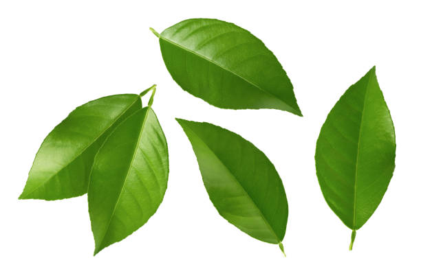 istock Citrus leaves isolated on white background 1066278736