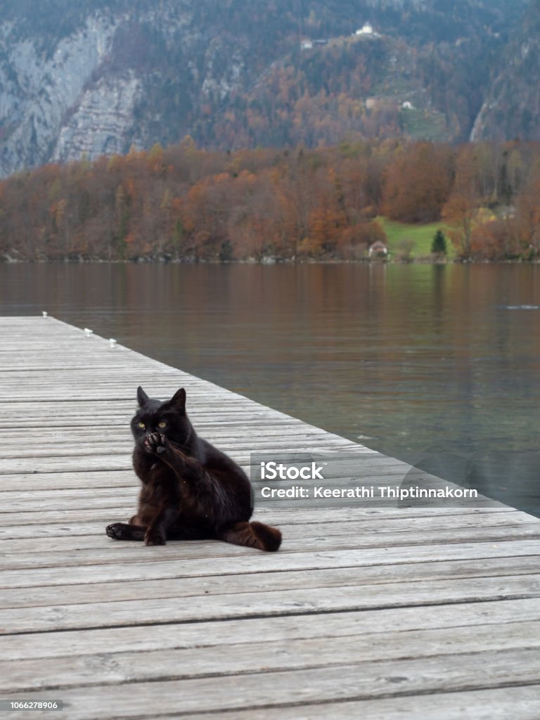 Black cat at the shore Austria Stock Photo