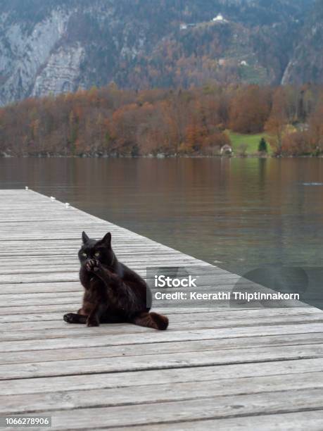Black Cat At The Shore Stock Photo - Download Image Now - Austria, Beauty, Black Color