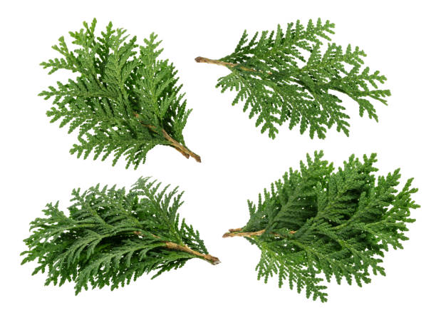 枝の thuja 白背景 - pine tree pine cone branch isolated ストックフォトと画像