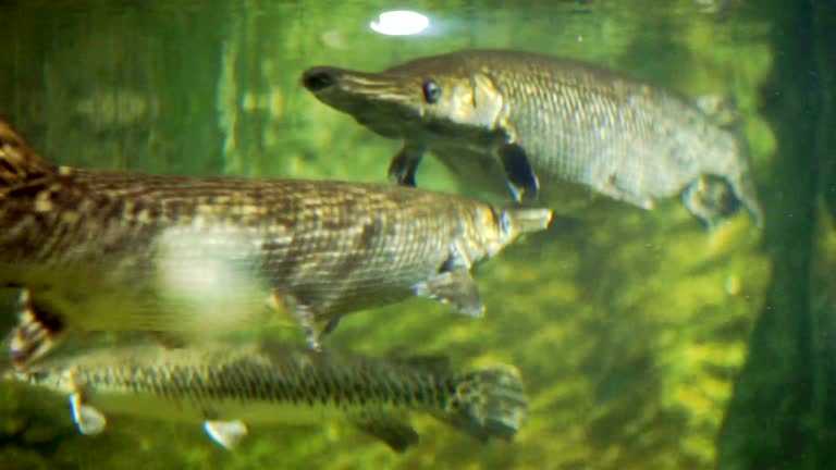 Alligator gar fish in the aquarium tank.