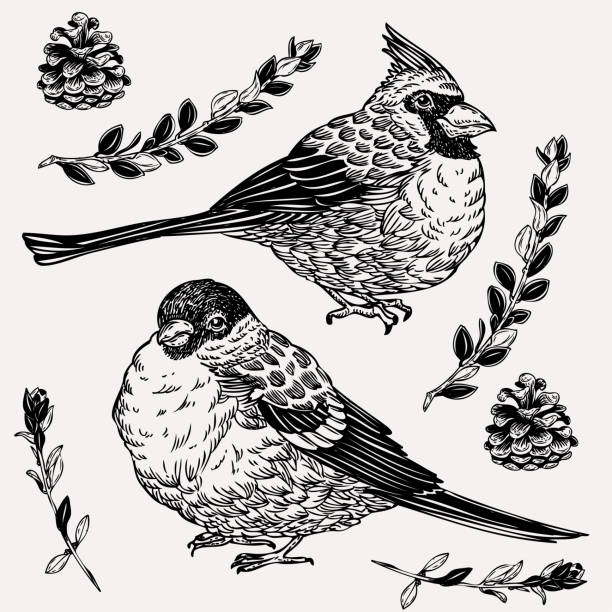 ilustrações de stock, clip art, desenhos animados e ícones de hand drawn cardinal and tit birds in vintage style. beautiful graphics with birds, plants and cones. winter greeting card. - tit