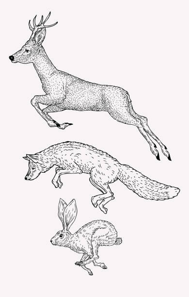 ilustrações de stock, clip art, desenhos animados e ícones de hand drawn jumping deer, fox, hare. vintage animal graphic. christmas greeting card. - rabbit hunting