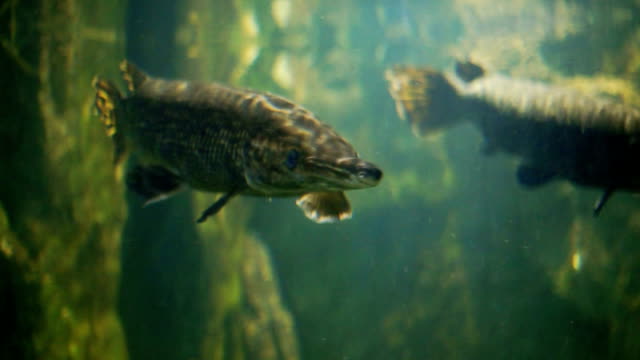 Alligator gar while swimming in a huge aquarium tank.