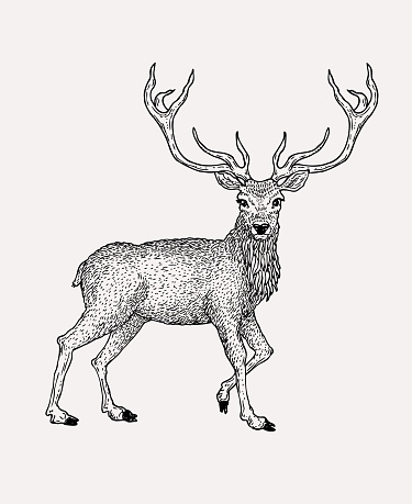 Hand drawn vintage deer illustration. Animal drawing . Etching style.