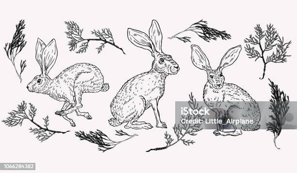 Hand Drawn Hare Illustration With Evergreen Plant On Background In Vintage Style Stock Illustration - Download Image Now