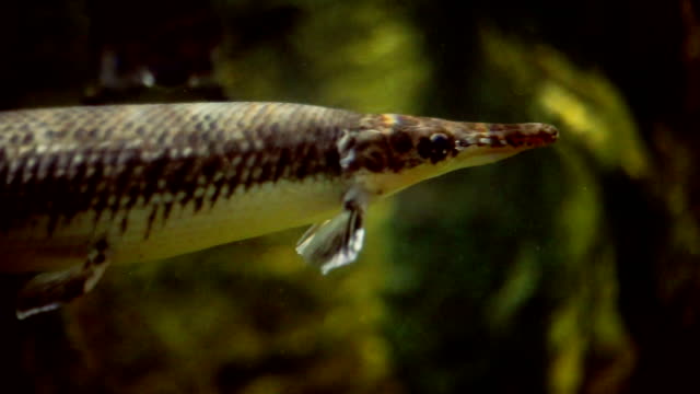 Alligator gar fish swimming in the aquarium tank.