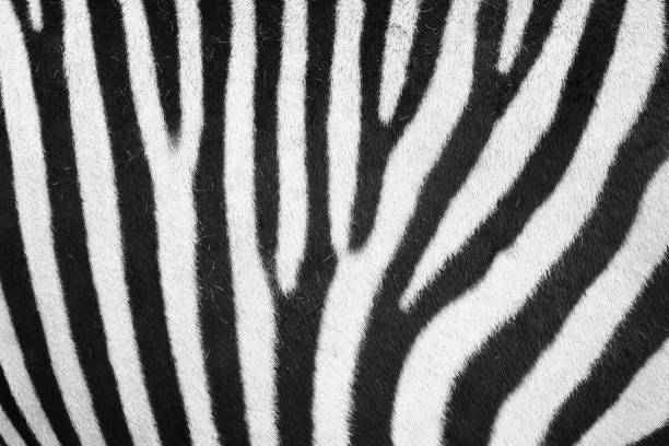 istock zebra animal skin texture 1066288476