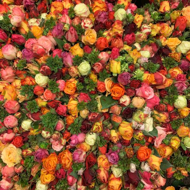 Huge Bouquet Of Colorful Roses Stock Photo - Download Image Now - Large, Rose - Flower, Bouquet - iStock Huge Bouquet Of Colorful Roses Stock Photo - Download Image Now - Large, Rose - Flower, Bouquet - iStock
