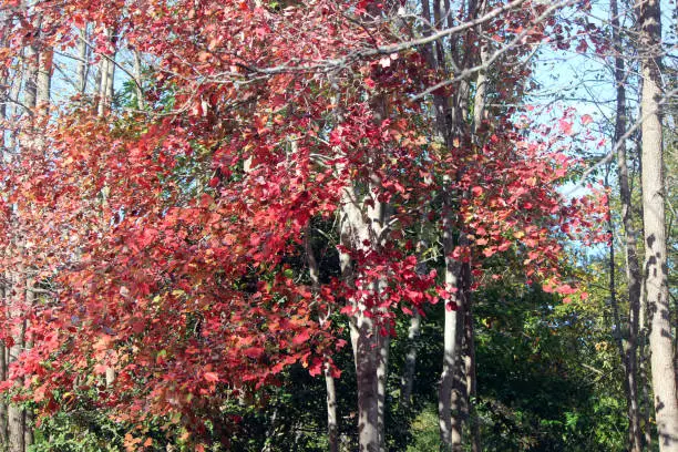 Vibrant leaf color change on a maple tree at a public park.