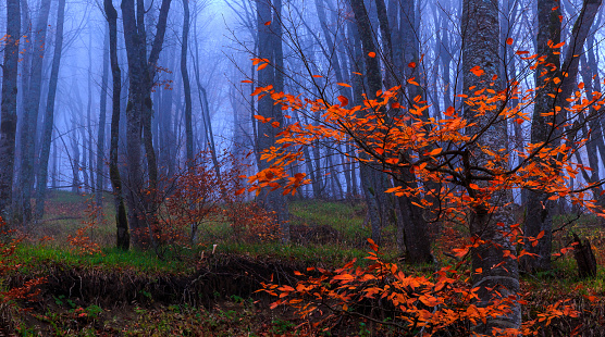 Autumn in the misty forest