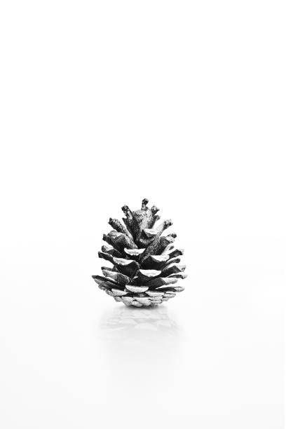 クリスマス fir コーン nt - brown pine cone seed plant ストックフォトと画像