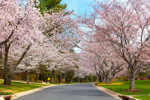 Cherry blossom trees in Montgomery County, Maryland , USA