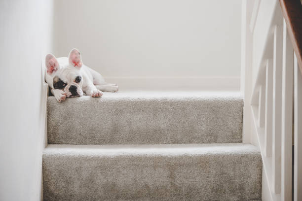 French Bulldog puppy resting on the staircase landing, England stock photo