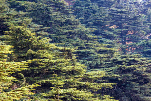 foresta di cedri in libano. le montagne del libano sono coperte da fitte foreste di cedri. il cedro è il simbolo del libano - bcharre foto e immagini stock