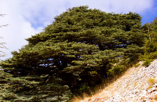 foresta di cedri in libano. le montagne del libano sono coperte da fitte foreste di cedri. il cedro è il simbolo del libano - bcharre foto e immagini stock