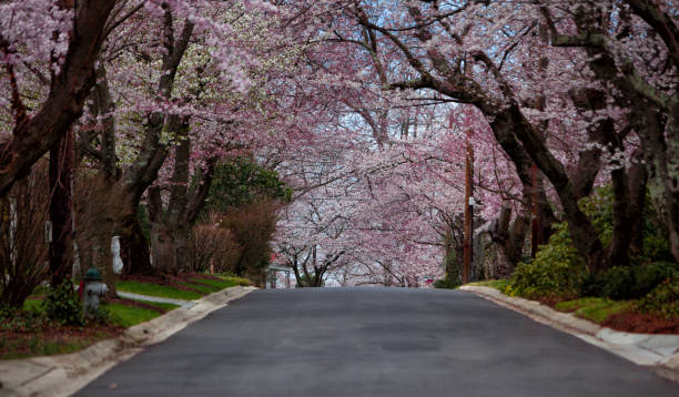 The road up on the hill under a spring blooming canopy of White and Pink Cherry trees in Maryland, USA