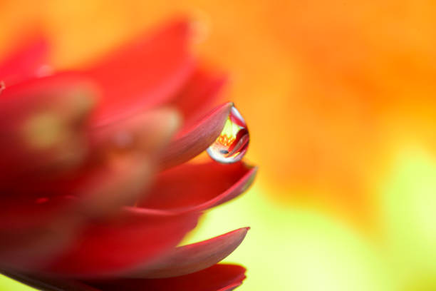 istock Closeup picture of transvaal daisy 1066301084