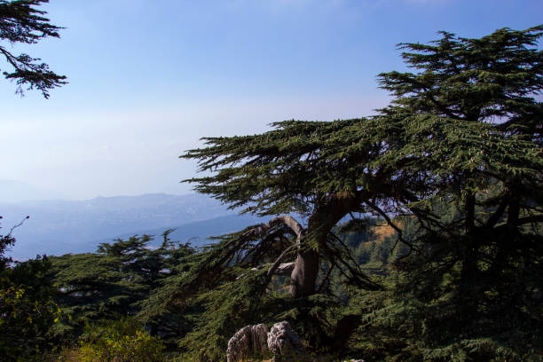 foresta di cedri in libano. le montagne del libano sono coperte da fitte foreste di cedri. il cedro è il simbolo del libano - bcharre foto e immagini stock