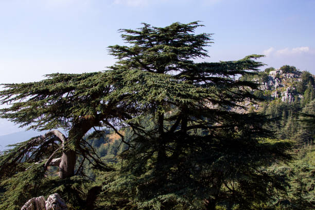 foresta di cedri in libano. le montagne del libano sono coperte da fitte foreste di cedri. il cedro è il simbolo del libano - bcharre foto e immagini stock