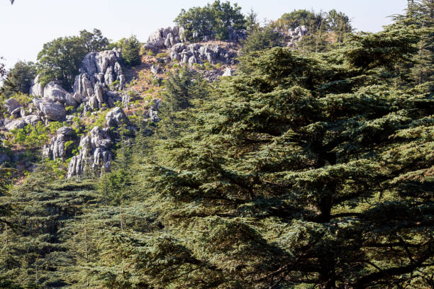 foresta di cedri in libano. le montagne del libano sono coperte da fitte foreste di cedri. il cedro è il simbolo del libano - bcharre foto e immagini stock