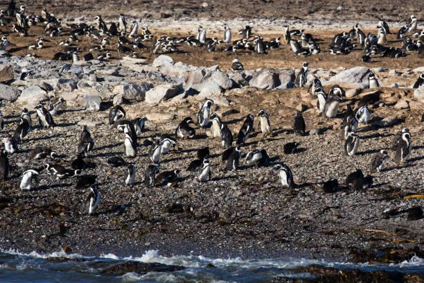 istock huge group of penguins 1066304642