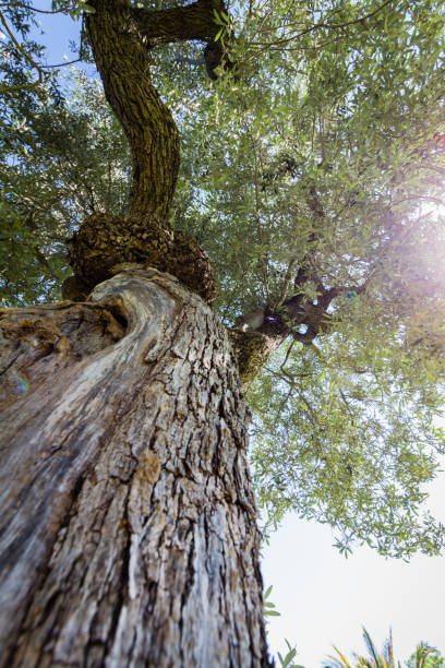 istock View into the treetop of a pine tree 1066304698