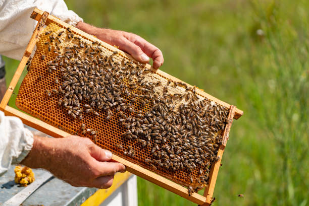 istock The beekeeper examines the frames with honey. Beekeeper holding frame of honeycomb with working bees outdoor. 1066309710