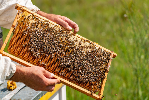 The beekeeper examines the frames with honey. Beekeeper holding frame of honeycomb with working bees outdoor.