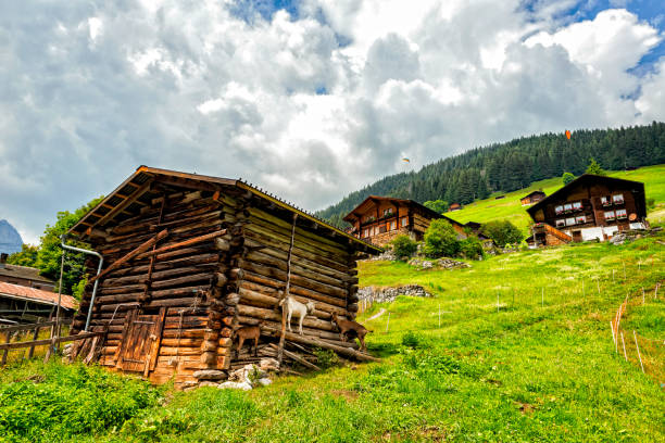 schweiz-blockhütten mit bergziegen - hill grindelwald village landscape stock-fotos und bilder