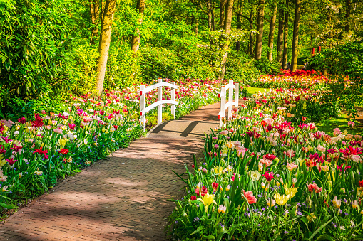 Stone paved walk way winding in spring formal flower garden Keukenhof, Holland, retro toned