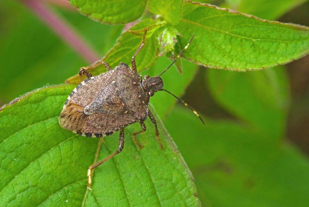 istock Worldwide pest brown marmorated stink bug Halyomorpha halys (adult) 1066318334