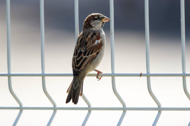 istock house sparrow, standing on wire fence 1066319674
