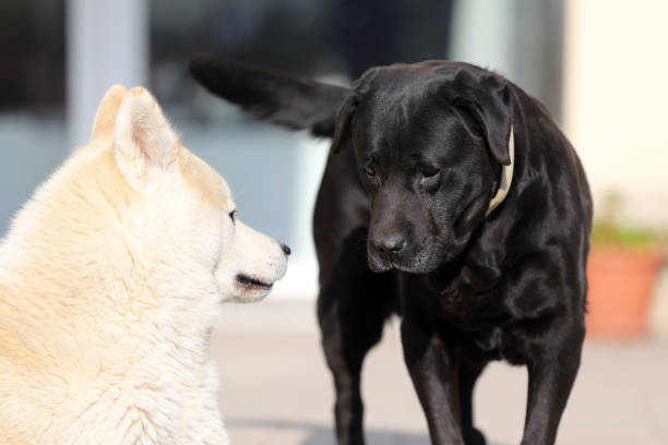 Two beautiful dogs sunbathing outdoors