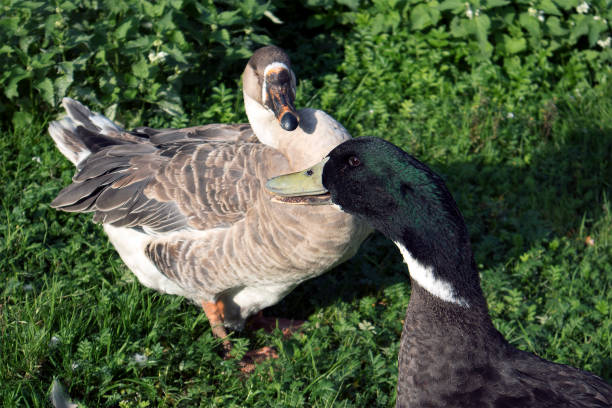 istock Two farm birds, brown goose and drake with green head 1066322838