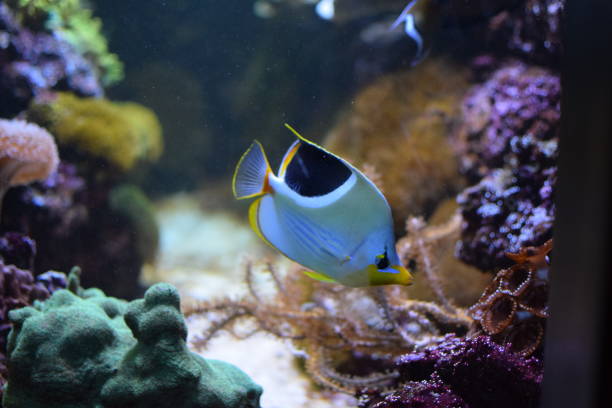 istock Fish Checks Out Coral 1066323844
