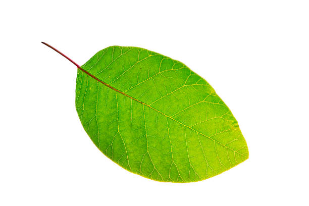 istock closeup green leaf isolated on a white background 1066326186