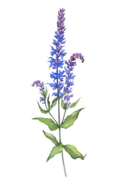 illustrazioni stock, clip art, cartoni animati e icone di tendenza di ramo con fiori di salvia vegetale (chiamato anche clary, salvia officinalis). illustrazione di pittura disegnata a mano ad acquerello isolata su uno sfondo bianco. - salvia