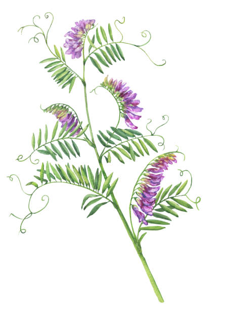 illustrations, cliparts, dessins animés et icônes de crée une branche avec des fleurs violettes de plante sauvage vicia cracca (également appelée vesce touffetée ou bleue). pois de souris. aquarelle dessinés à la main peinture illustration isolé sur fond blanc. - vetch