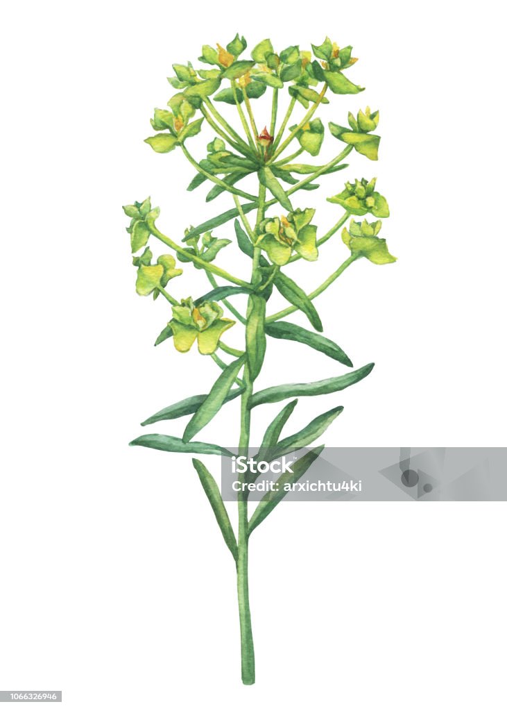 Fresh Euphorbia esula with lime green flowers (succulent poisonous plant known as leafy spurge, Euphorbia cyparissias). Watercolor hand drawn painting illustration isolated on a white background. Flower stock illustration